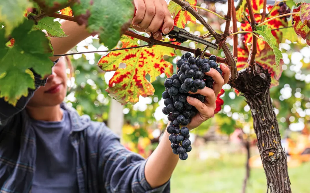 De beste tips voor een roadtrip naar Kroatië in de herfst